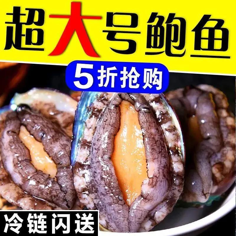 【特大号】鲜活大鲍鱼新鲜冷冻个大鲜活海捕超大野生非鲍鱼干活A