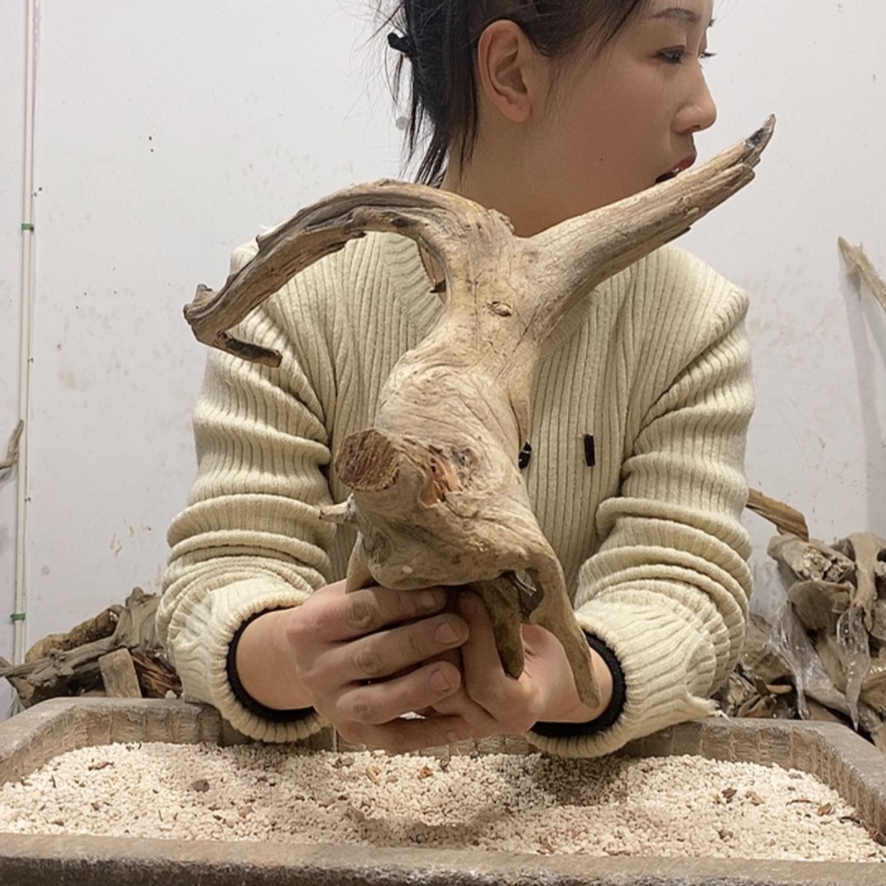 【闪购商品】柏木春****节