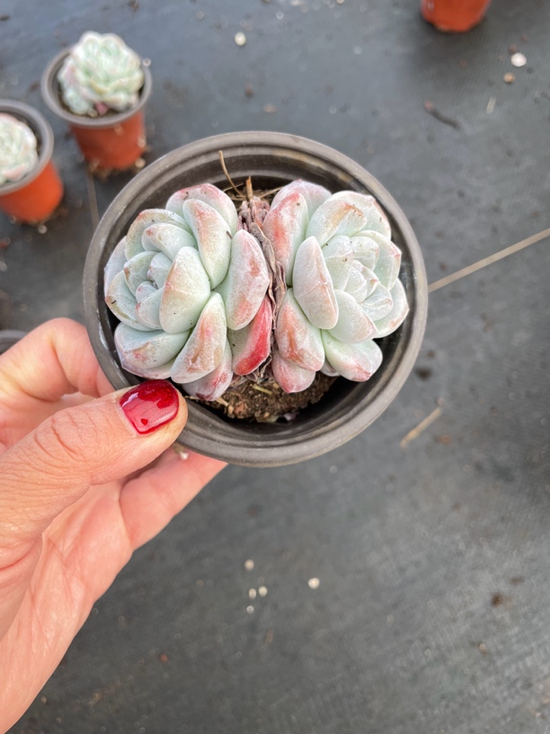 冰玉双头多肉植物