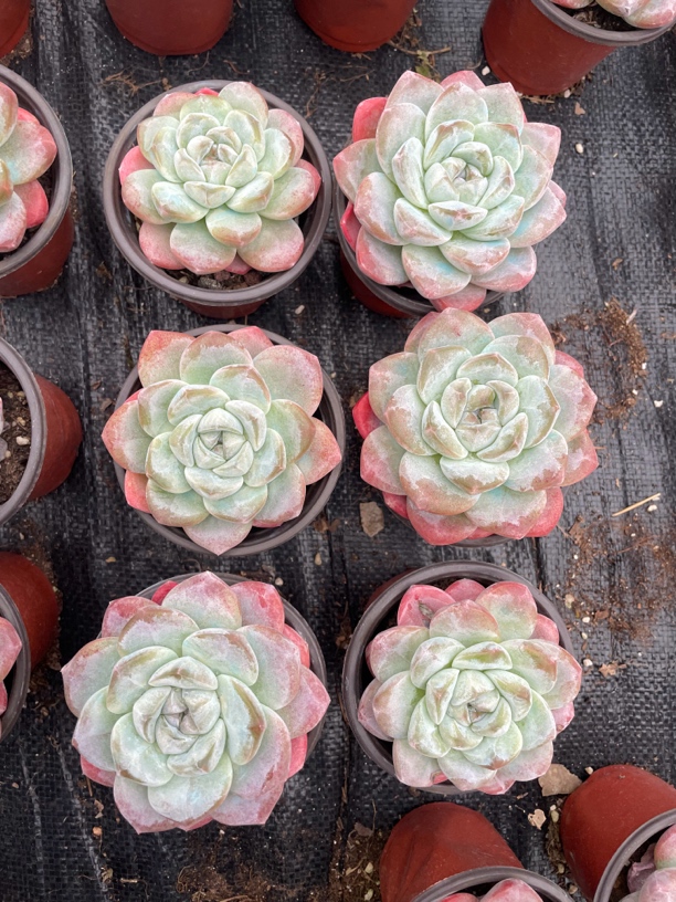 冰玉单双三头群生花