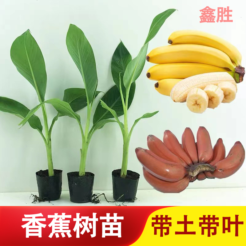 香蕉苗芭蕉树苗皇帝蕉矮化芭蕉苗红香蕉苗庭院植物盆栽可观赏结果