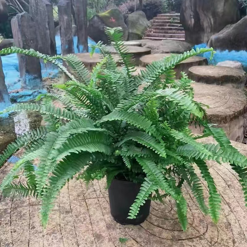 夏威夷肾蕨女王翡翠蕨清新盆栽园林庭院造景室内客厅阳台绿植好养