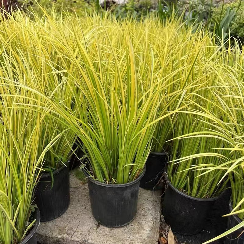 金叶石菖蒲盆栽银叶菖蒲大苗阳台庭院耐热寒花镜绿植常绿好养包邮