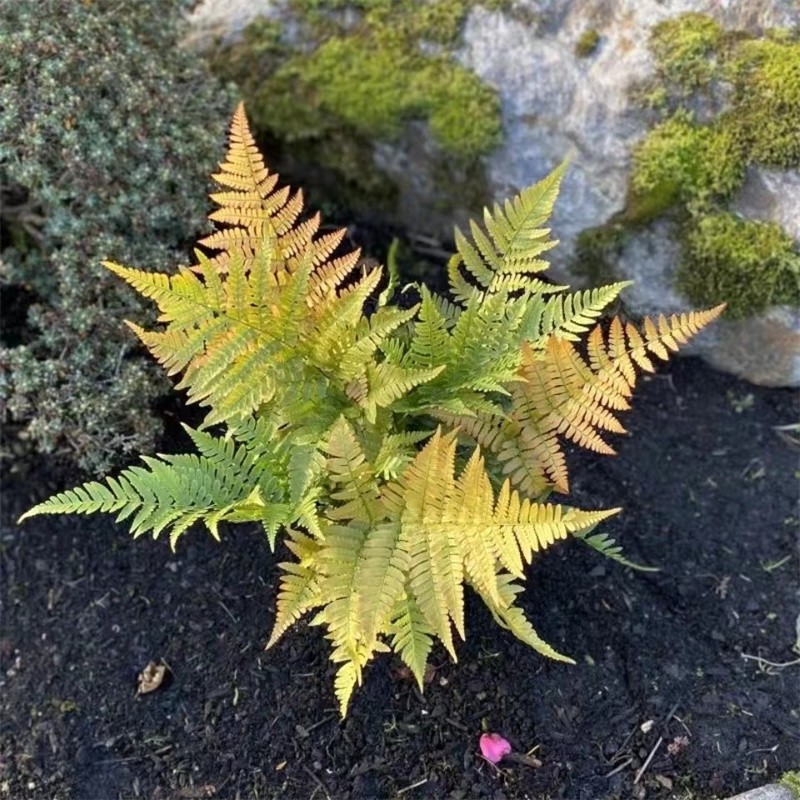 红盖鳞毛蕨 彩虹蕨 辉煌秋天多年生露天蕨类植物 耐寒蕨 花镜植物