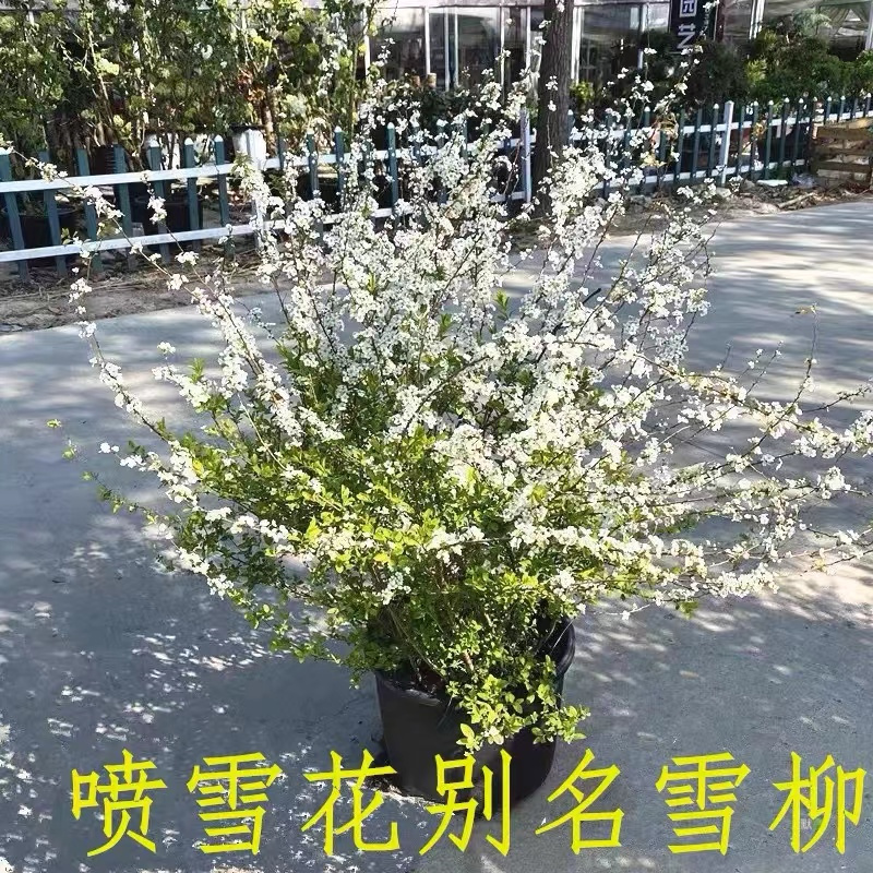 喷雪花雪柳树苗多年生灌木盆栽凌叶绣线菊花卉植物室外露天耐寒