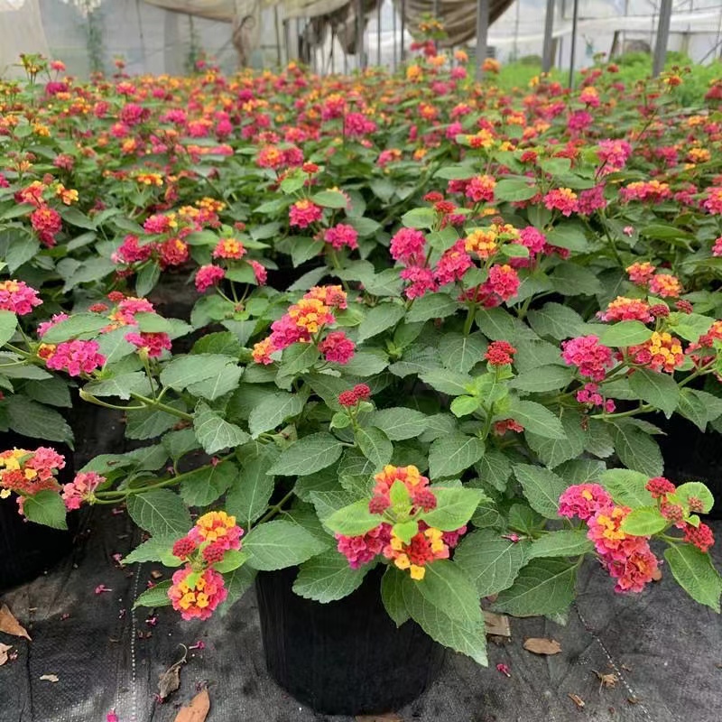 五色梅盆栽花卉五彩花四季马樱丹耐热晒室外阳台花园好养驱蚊植物
