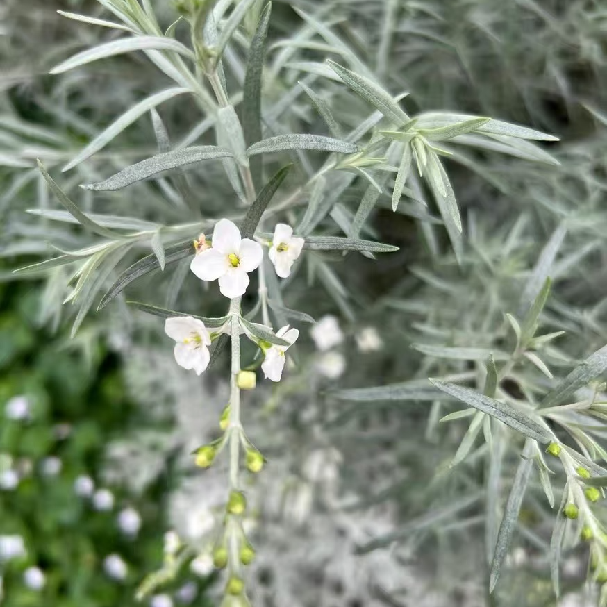 柳叶星河花日本进口庭院银色系白色碎花耐热盆栽观花植物