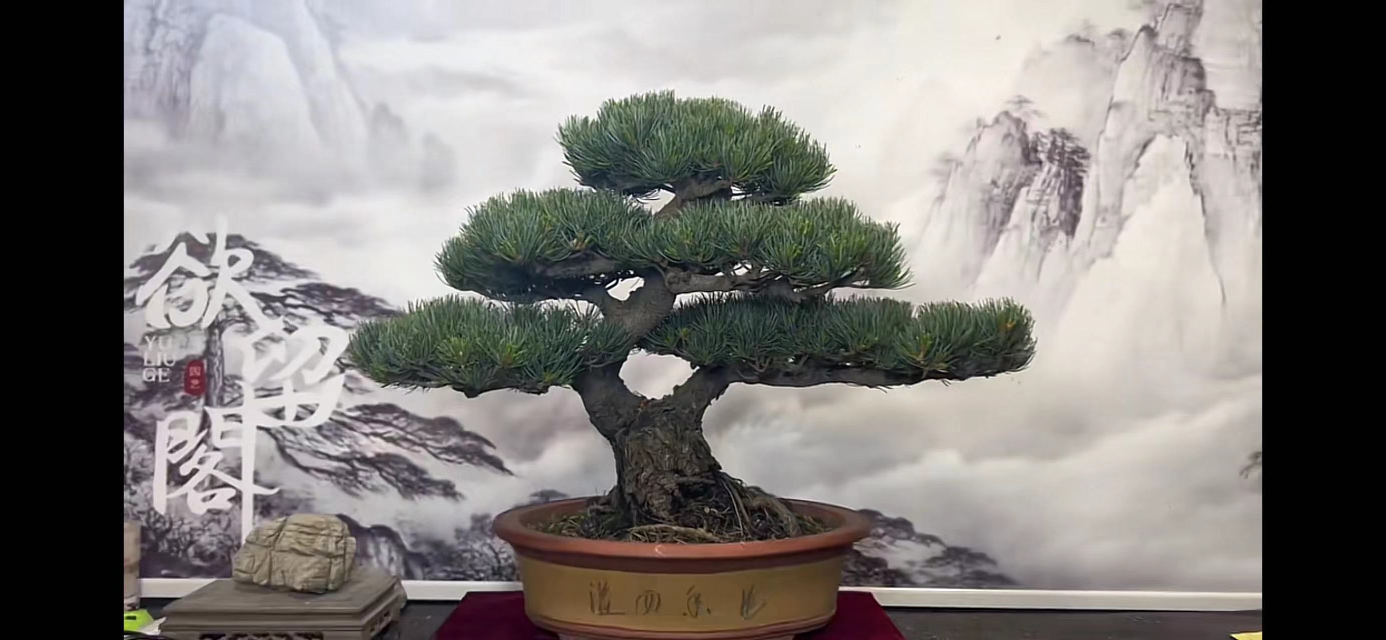 五针松大版松一物一拍