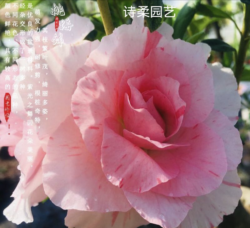 桃梅锦精品杜鹃稀有名贵粉色盆景树苗花园庭院阳台盆栽好养绿植