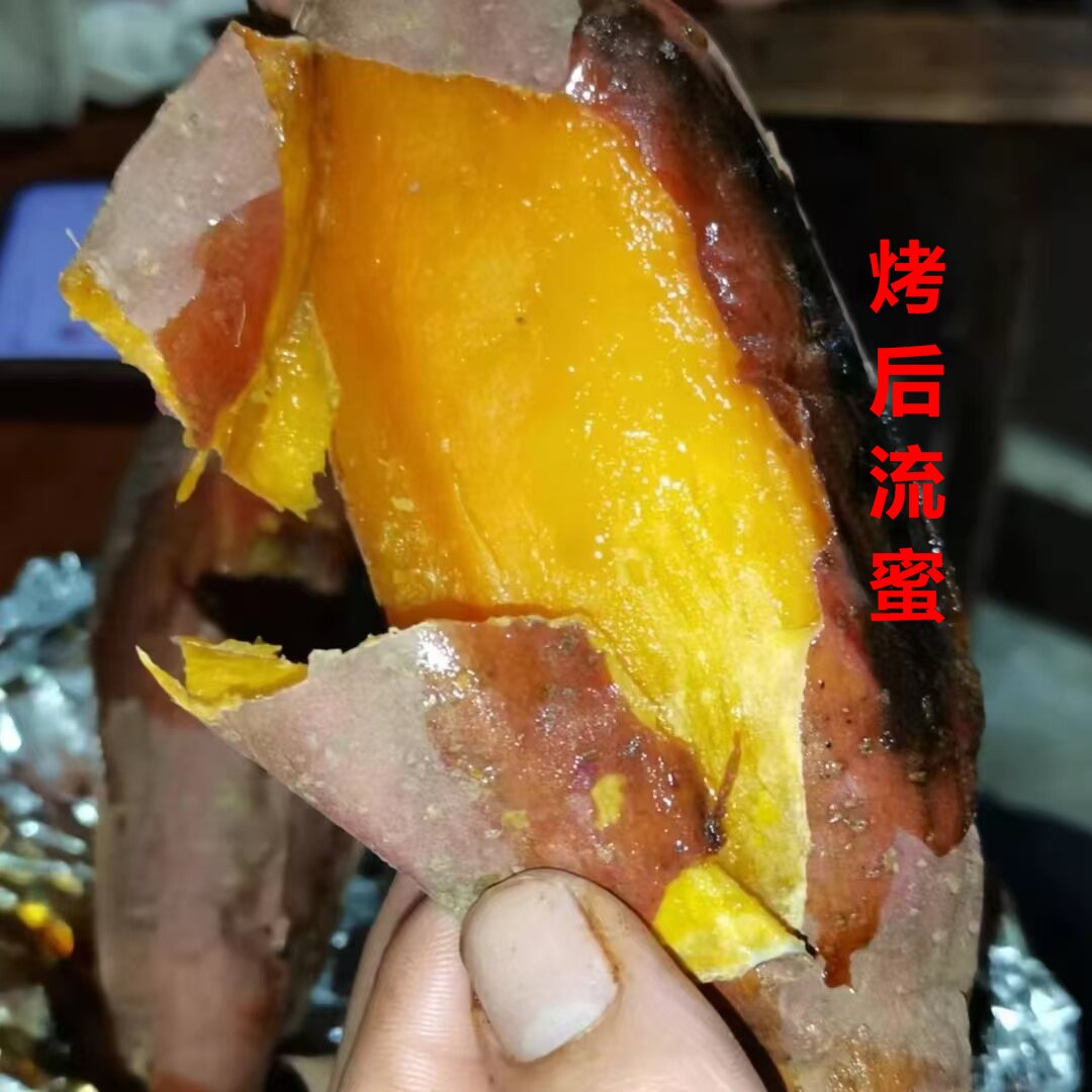 安徽烟薯黄心红薯老品种白心红薯粉面口感煮粥蒸吃均可5斤装