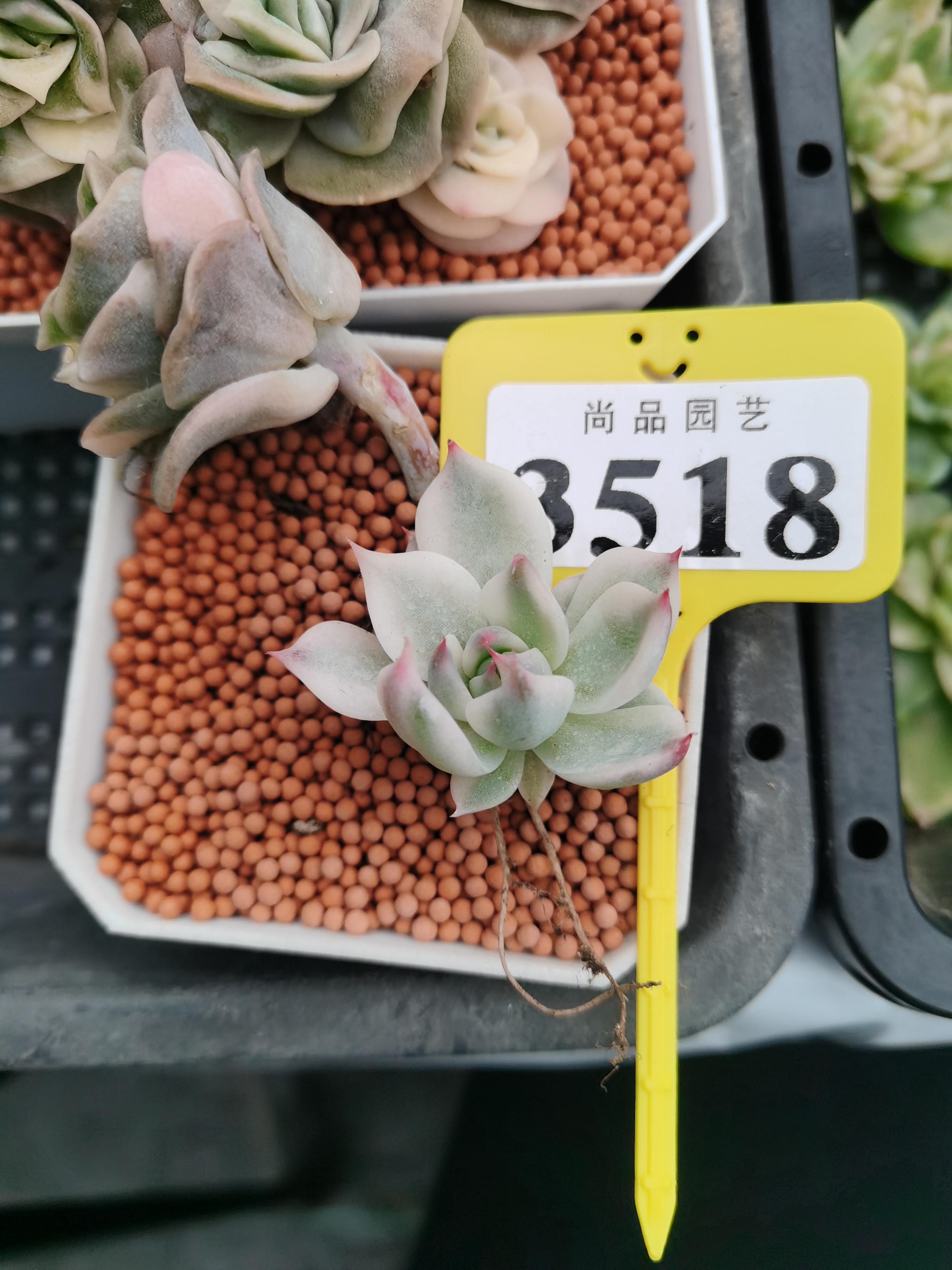 多肉锦 3518新店特惠 娃娃