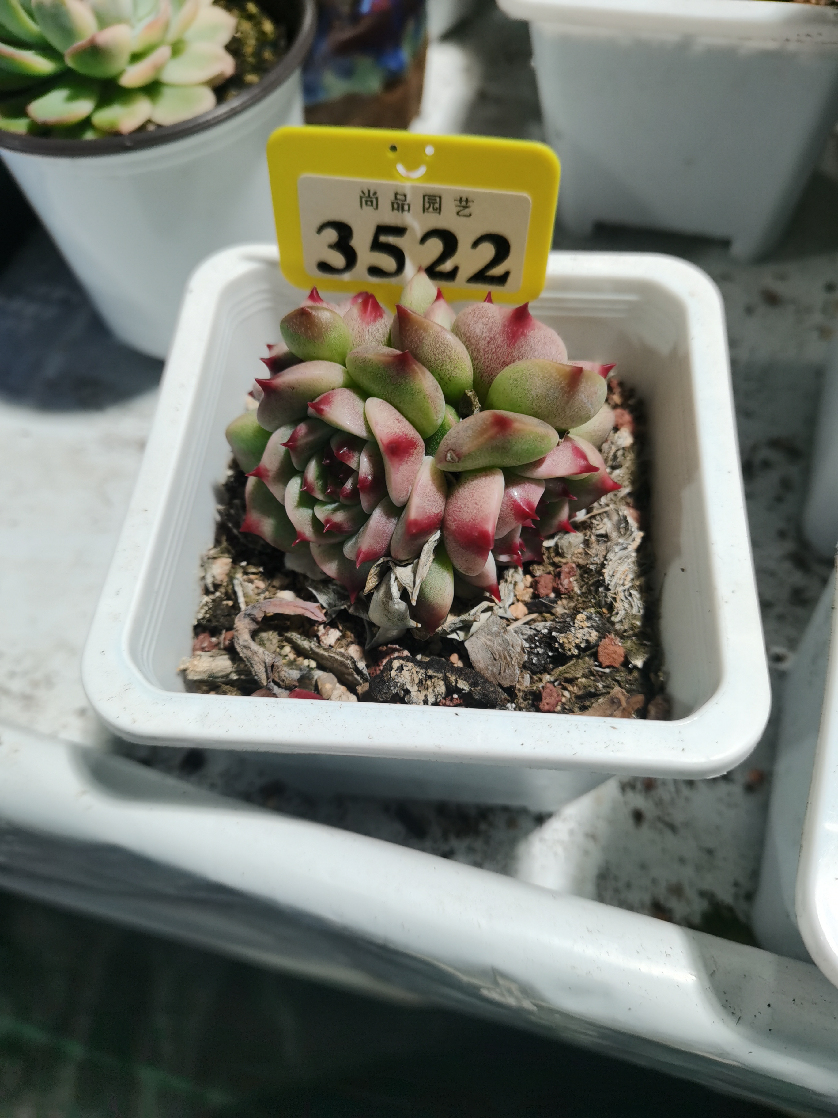 多肉锦 新店特惠 蓝眼睛3522