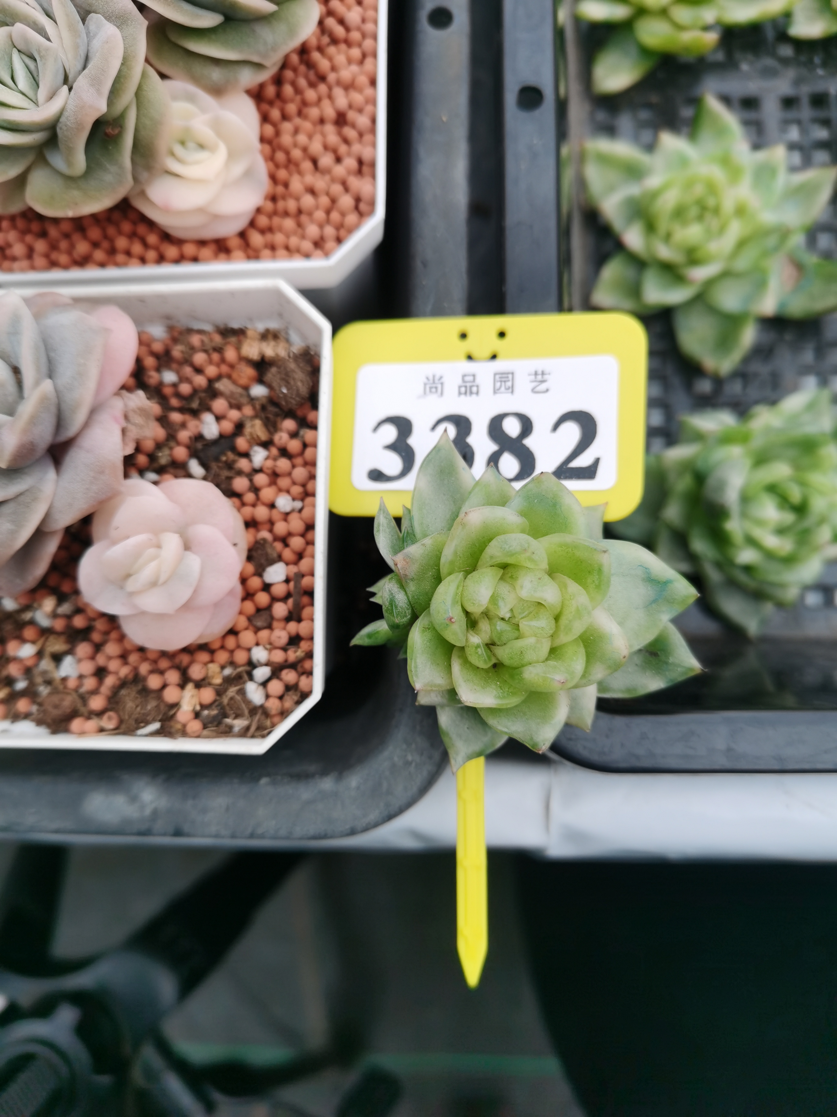 水晶珍妮锦新店特惠3382