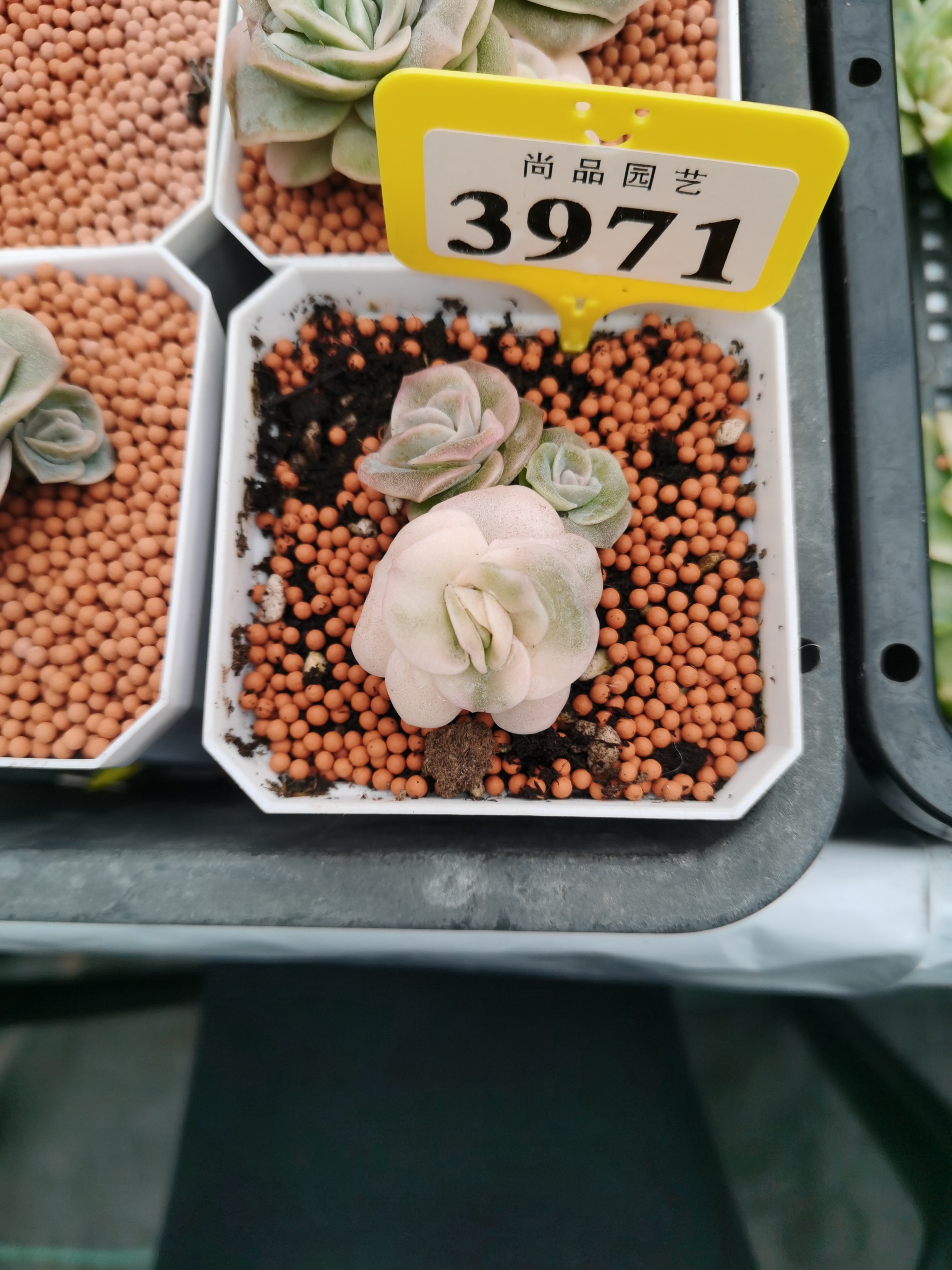 多肉锦 3971新店特惠 可爱玫瑰锦