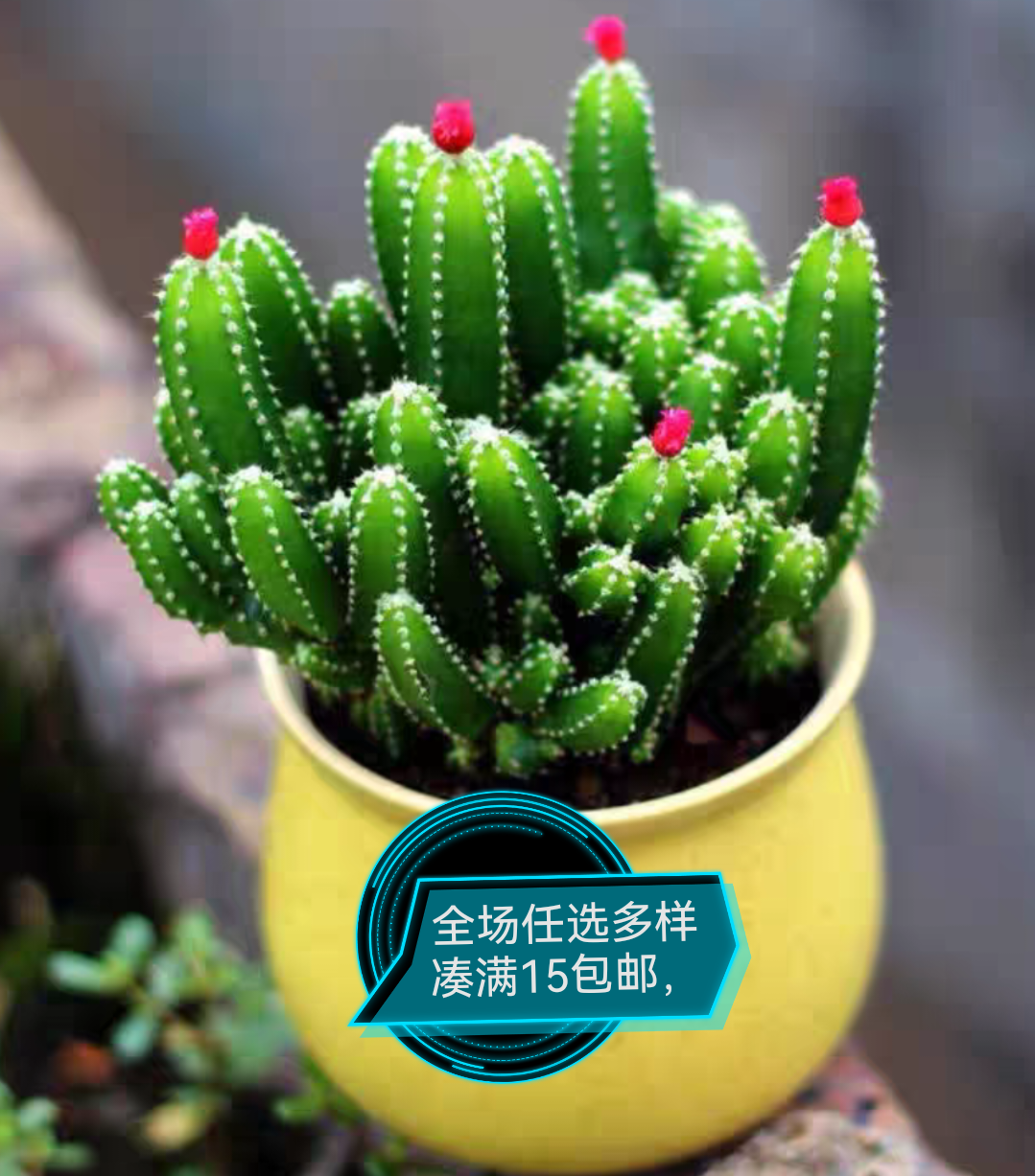 万重山多肉植物（裸根2颗发货看直播实物图）