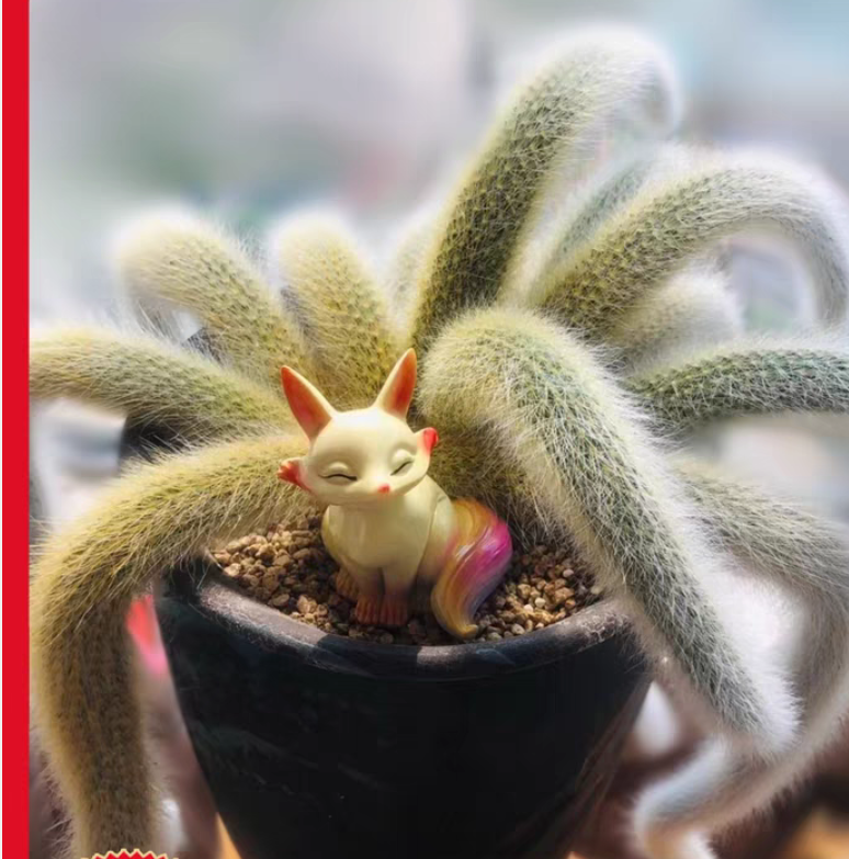 10颗长九尾狐裸根多肉植物