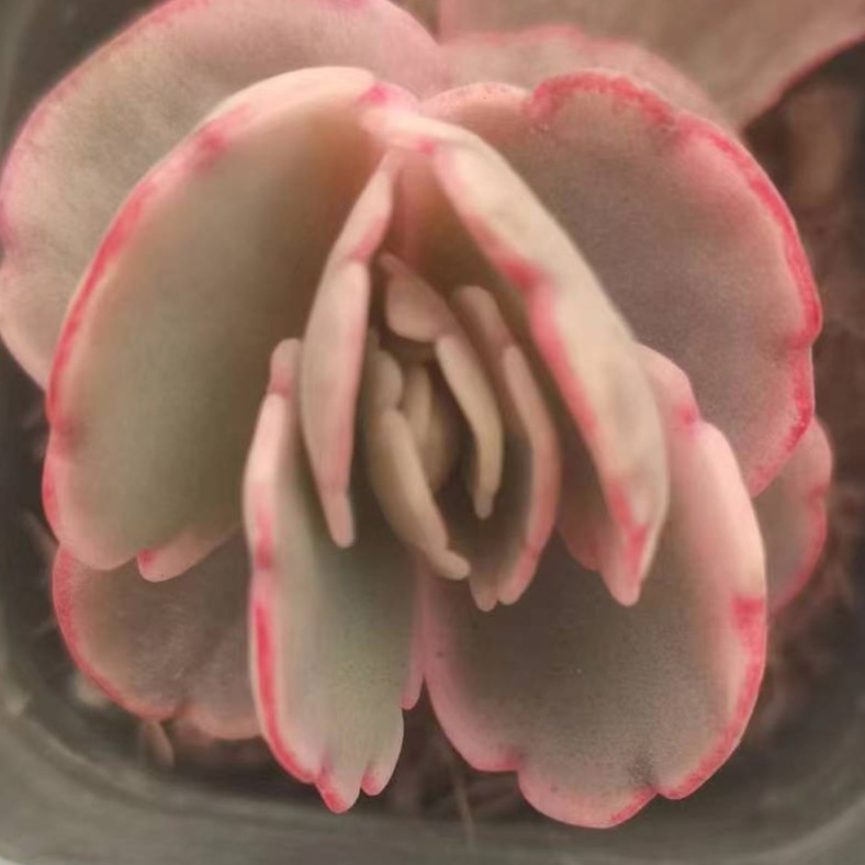 蝴蝶之舞多肉（凑满15.8包邮）