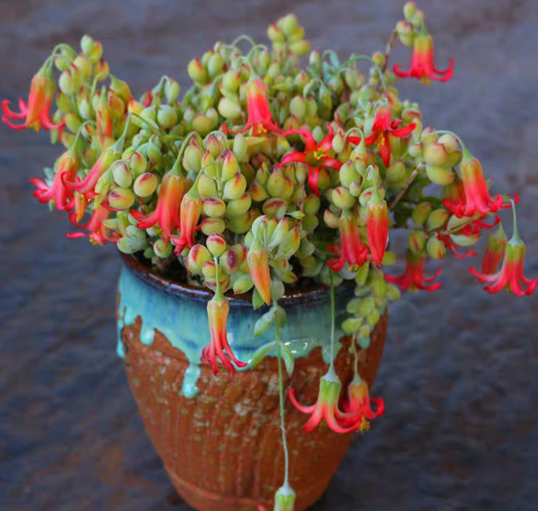 达摩福娘多肉植物（发货看直播实物）