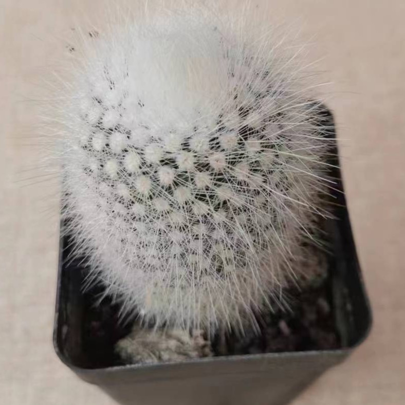 白小丁仙人球多肉植物多肉