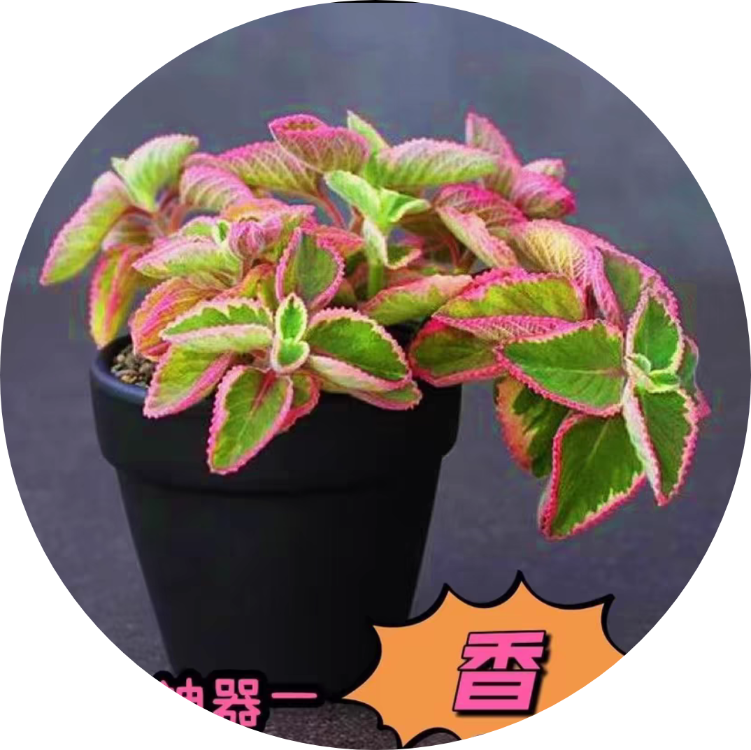 稀有植物香妃多肉植物