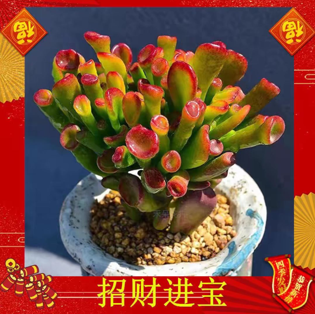 招财猫多肉植物已直播间为准