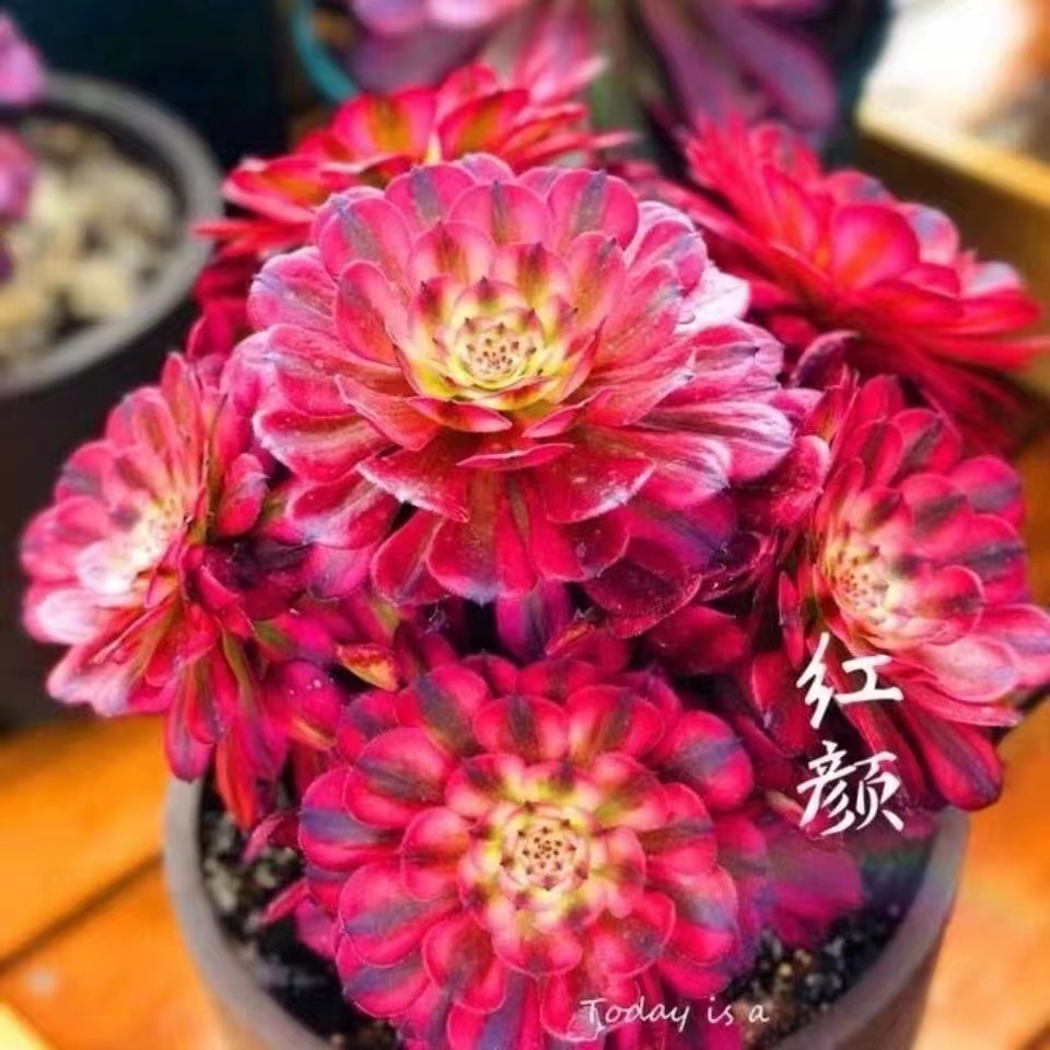 （满8.8包邮）清仓多肉植物法师锦粉女巫美杜莎万圣节锦魅金枚瑰