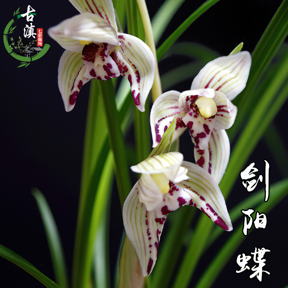 云南莲瓣兰剑阳蝶兰花兰花苗草精品蝶花老种本地兰花基地发带花苞