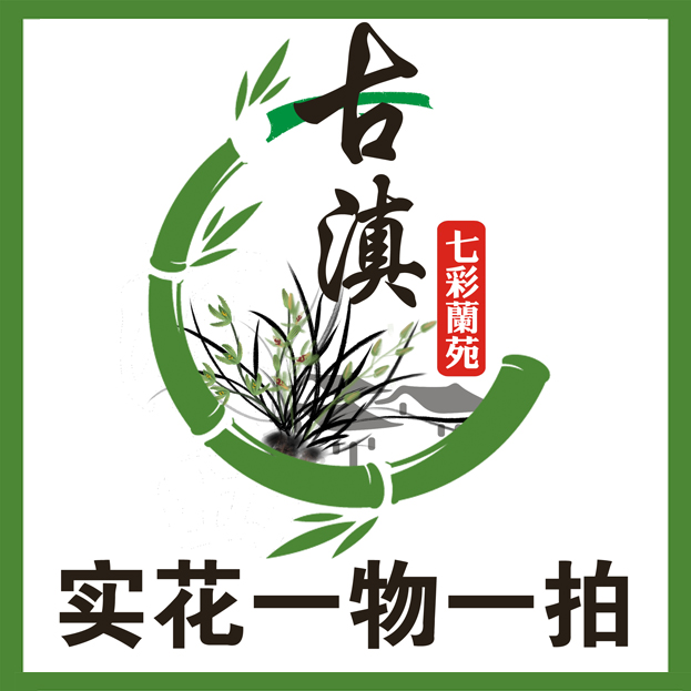 古滇七彩兰苑原生老种兰花一物一拍