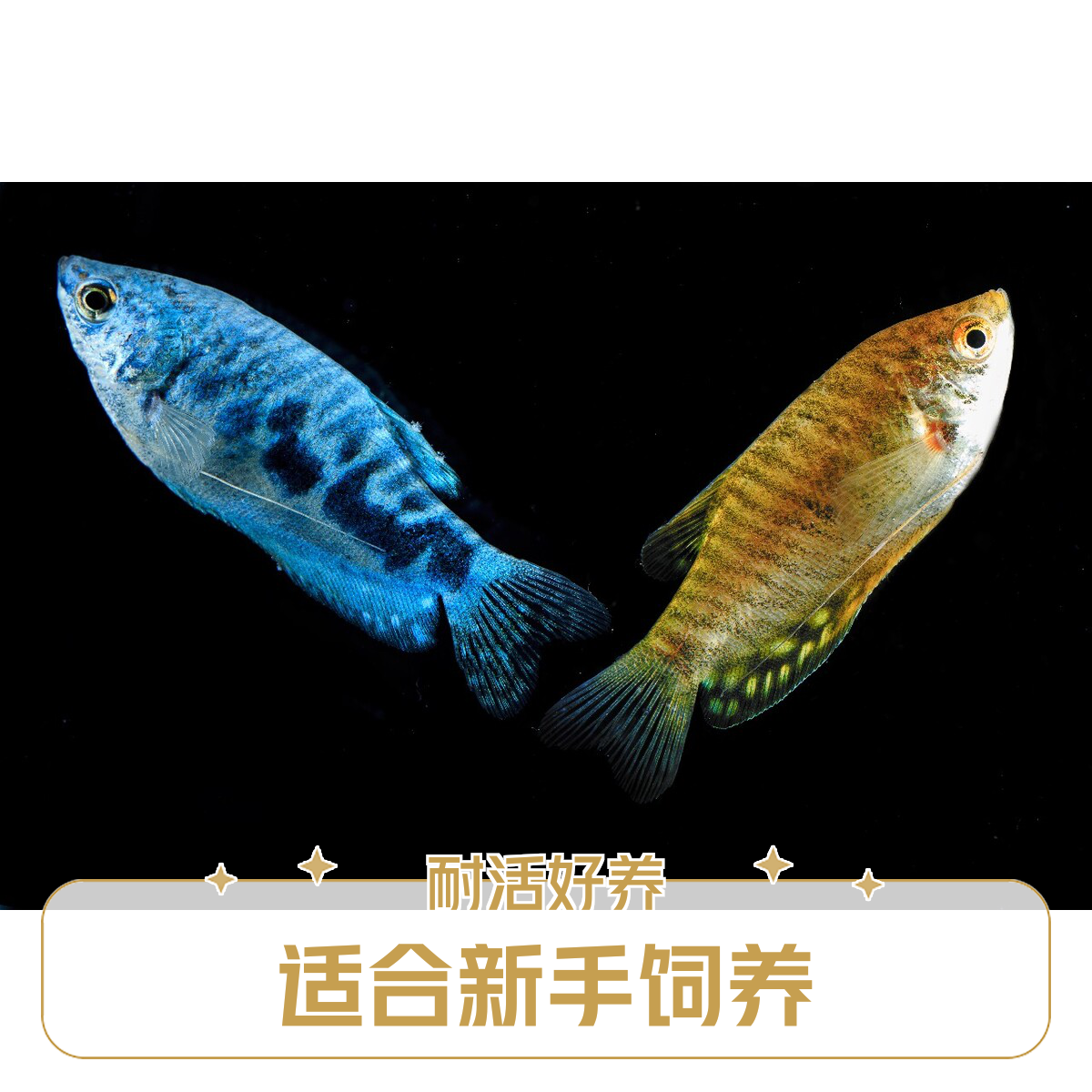 黄蓝曼龙小鱼观赏鱼热带草缸观赏鱼小型淡水新手不打氧好养耐活鱼