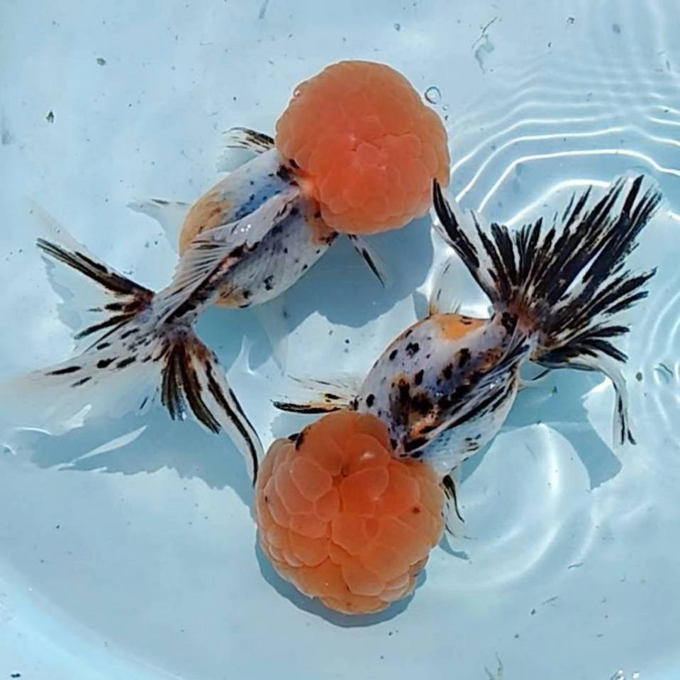 【五花国狮苗】渔场直发传统金活体鱼观赏鱼冷水鱼顺丰快递包活包损