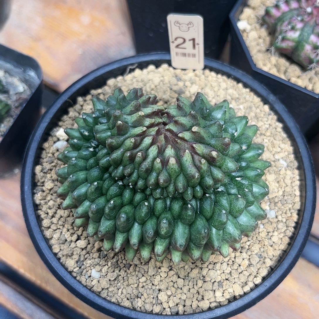 麓思 仙人球 貘缀