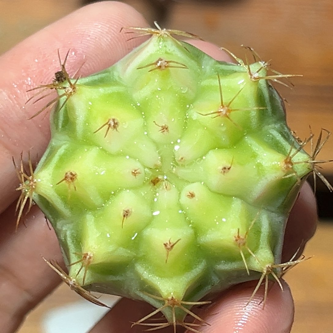 麓思 仙人球 米哈