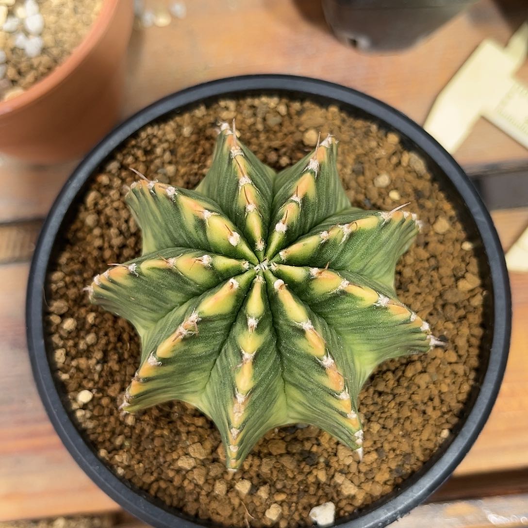 麓思 仙人球 黄丽锦