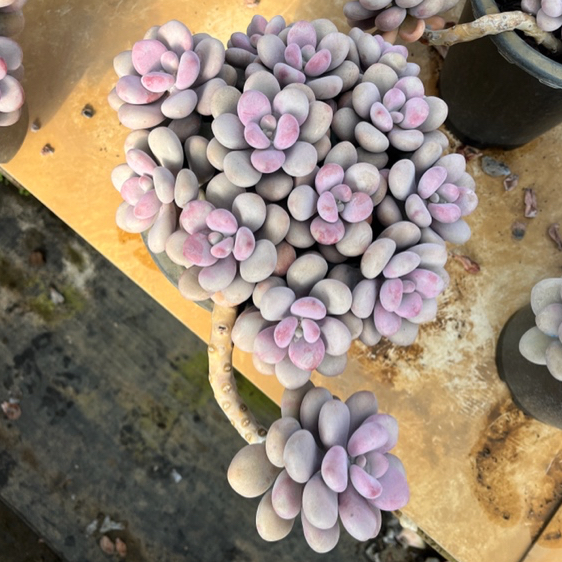 【星空多肉】圆叶基因桃蛋粉嫩系列一物一拍圆叶桃蛋群生整桩多肉