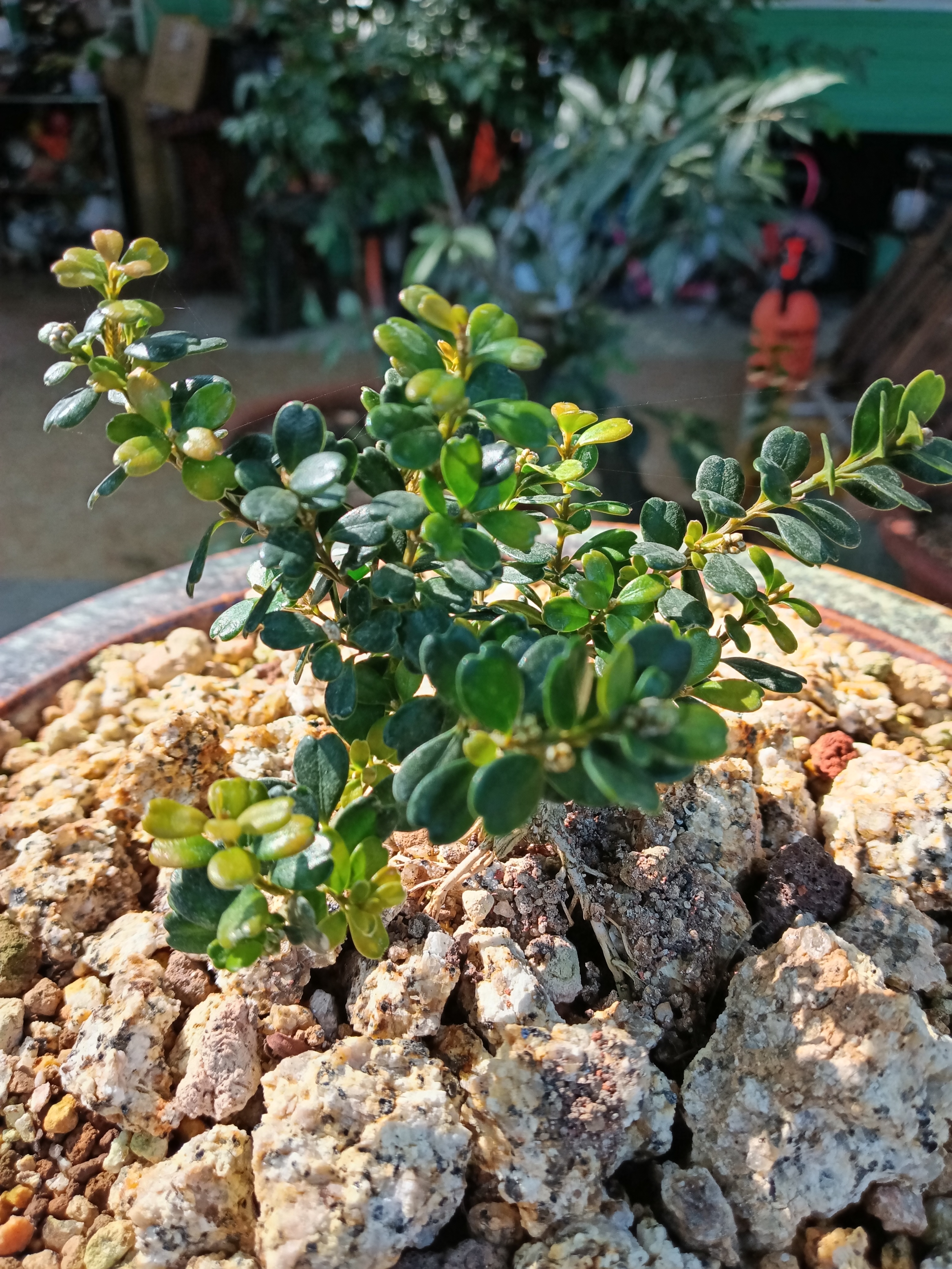 凤米黄杨直播一物一拍，凤米各品种