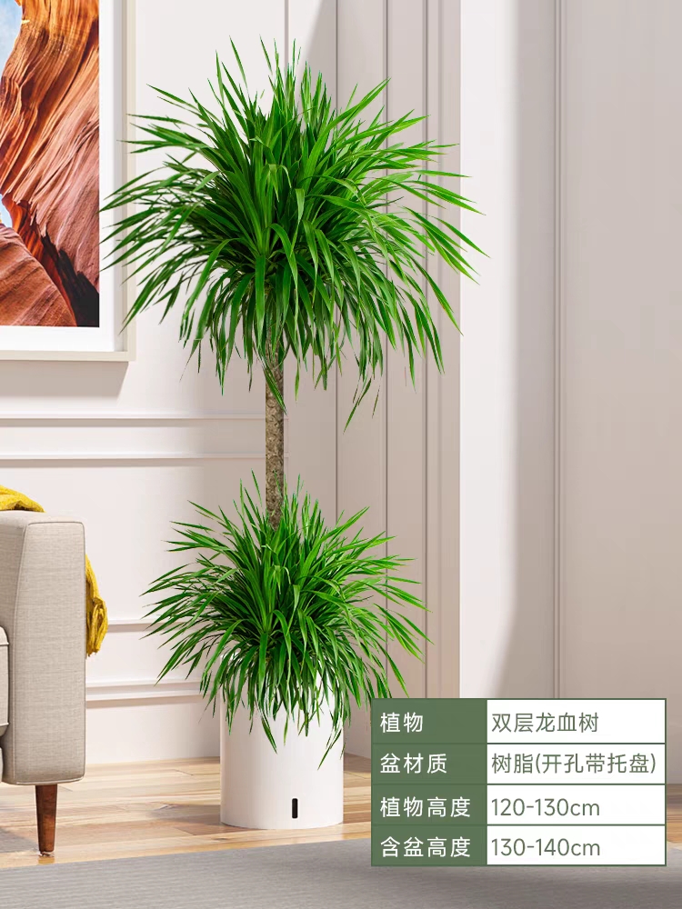 龙血树盆栽绿植室内大型客厅大盆景真花龙铁龙须树办公室落地植物
