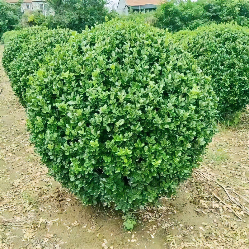 万年青耐寒植物大叶冬青球四季常青庭院别墅公园工厂绿化工程苗木