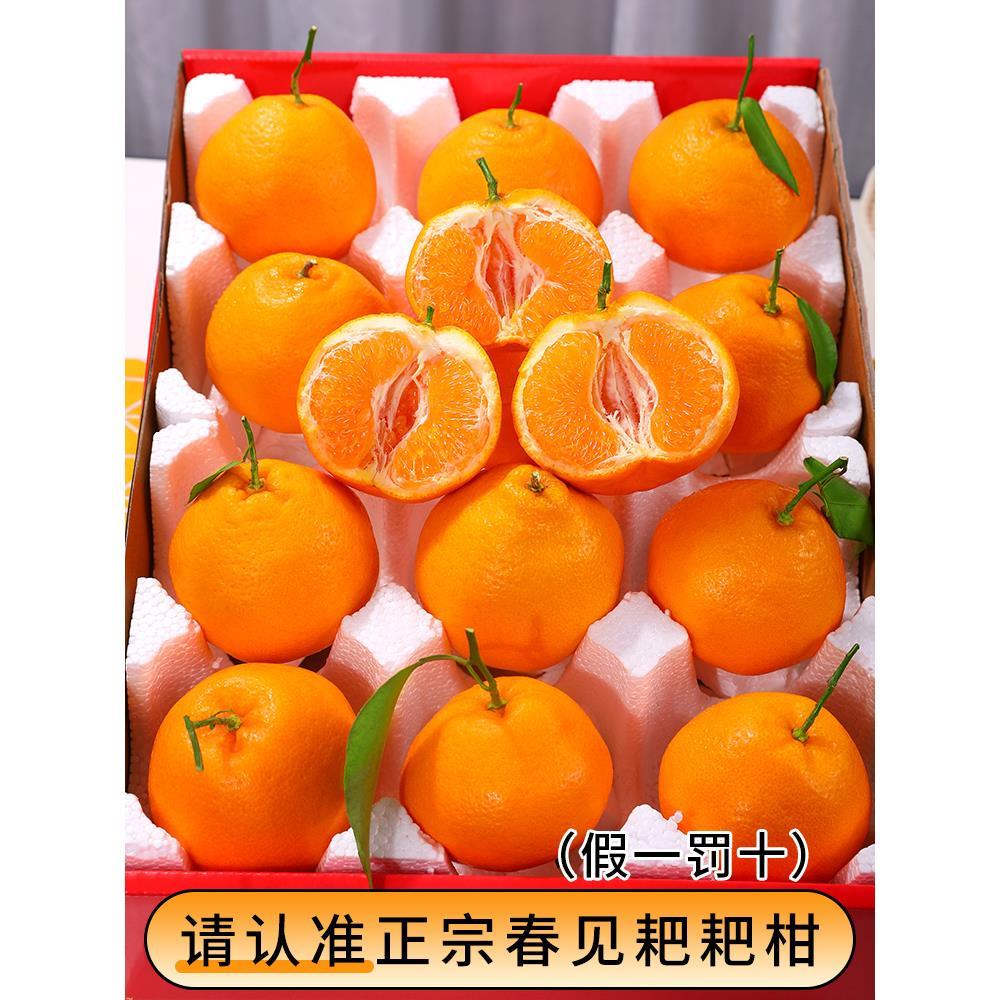 正宗四川春见耙耙柑10斤橘子水果当季丑八怪粑粑柑桔子丑柑桔包邮