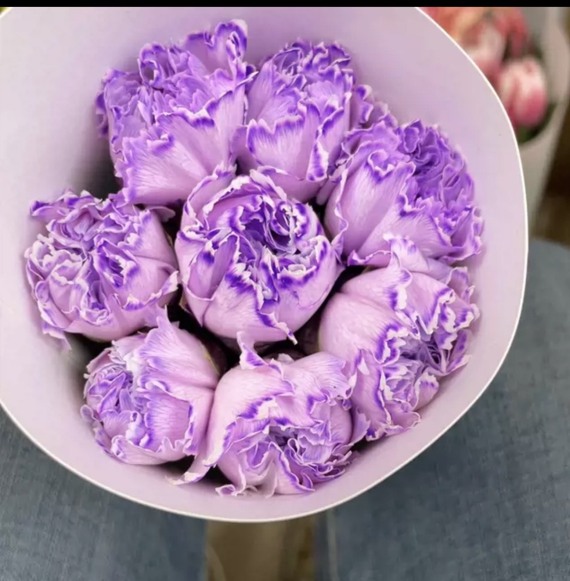 吸色康乃馨 多种颜色可选