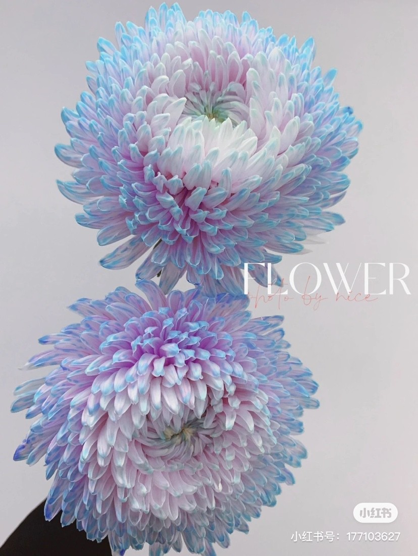 牡丹菊鲜花  多种颜色可选