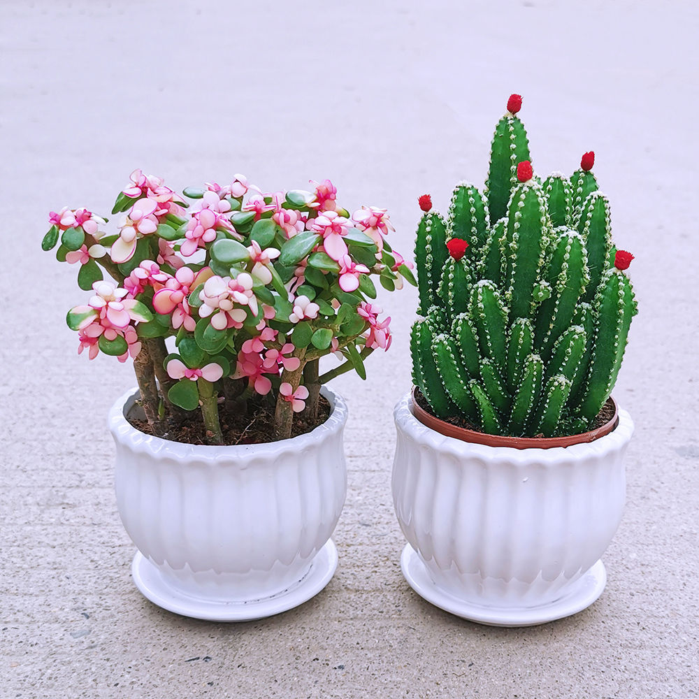 金玉玉叶多肉植物仙人掌室内盆栽客厅吸甲醛绿植花卉新手好养花草