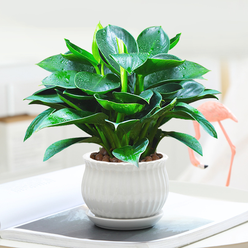 金钻盆栽绿公主水培办公室绿植物招财室内花卉桌面净化空气