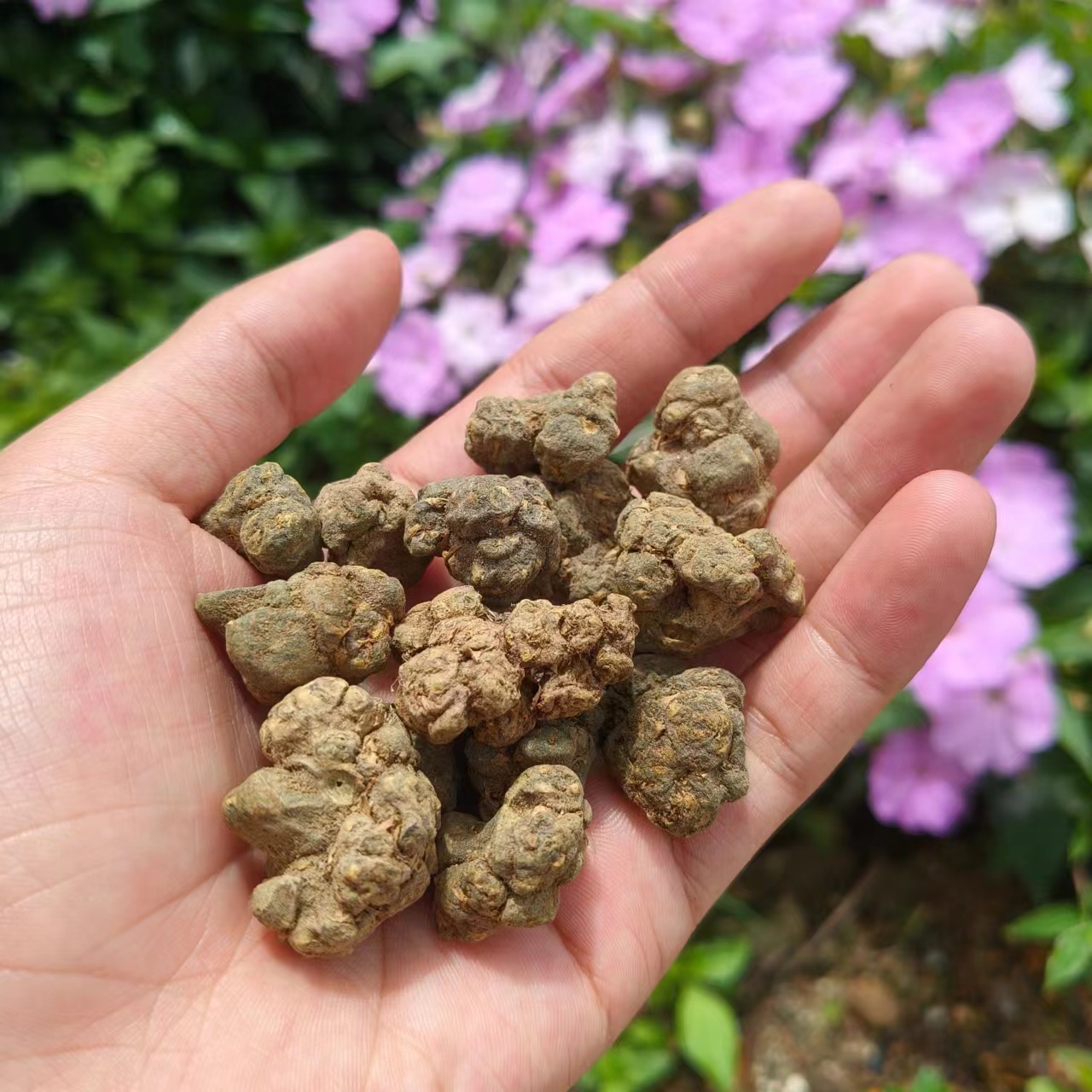 【精品猫爪草】-净含量250g-500g