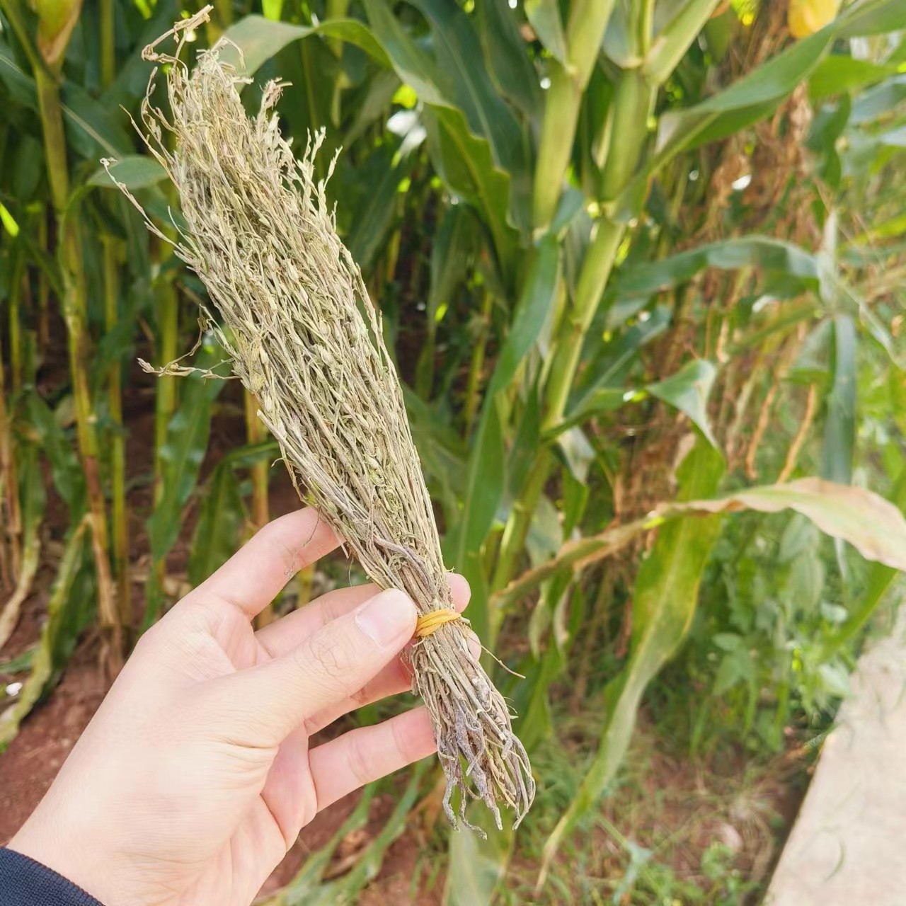 娃娃琻愺【净含量】250g-500g