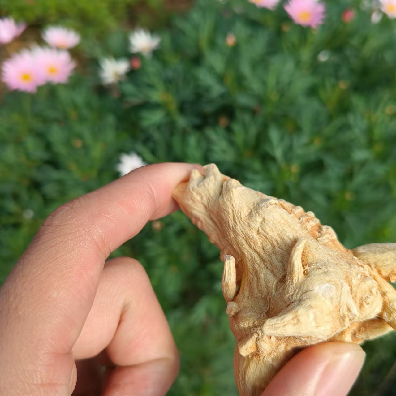 精品竹节蔘-【净含量】100g
