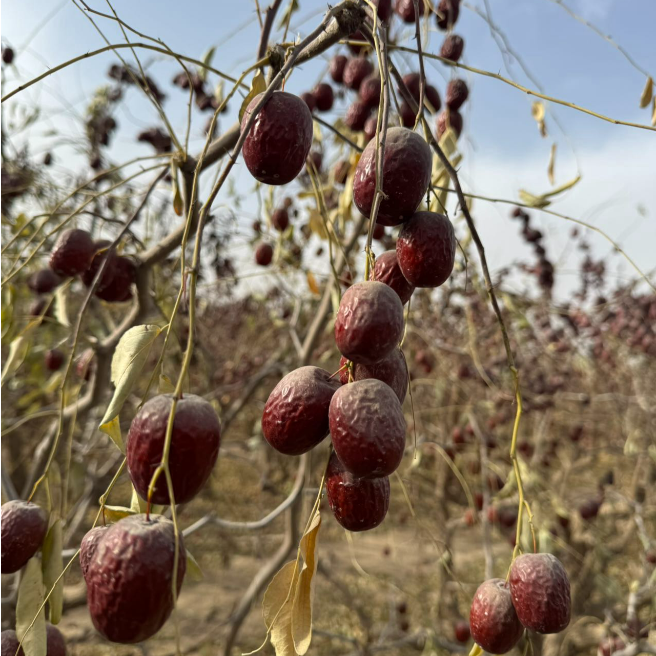  新疆和田原生态小灰枣【一级2.5-2.8公分左右】产地直发