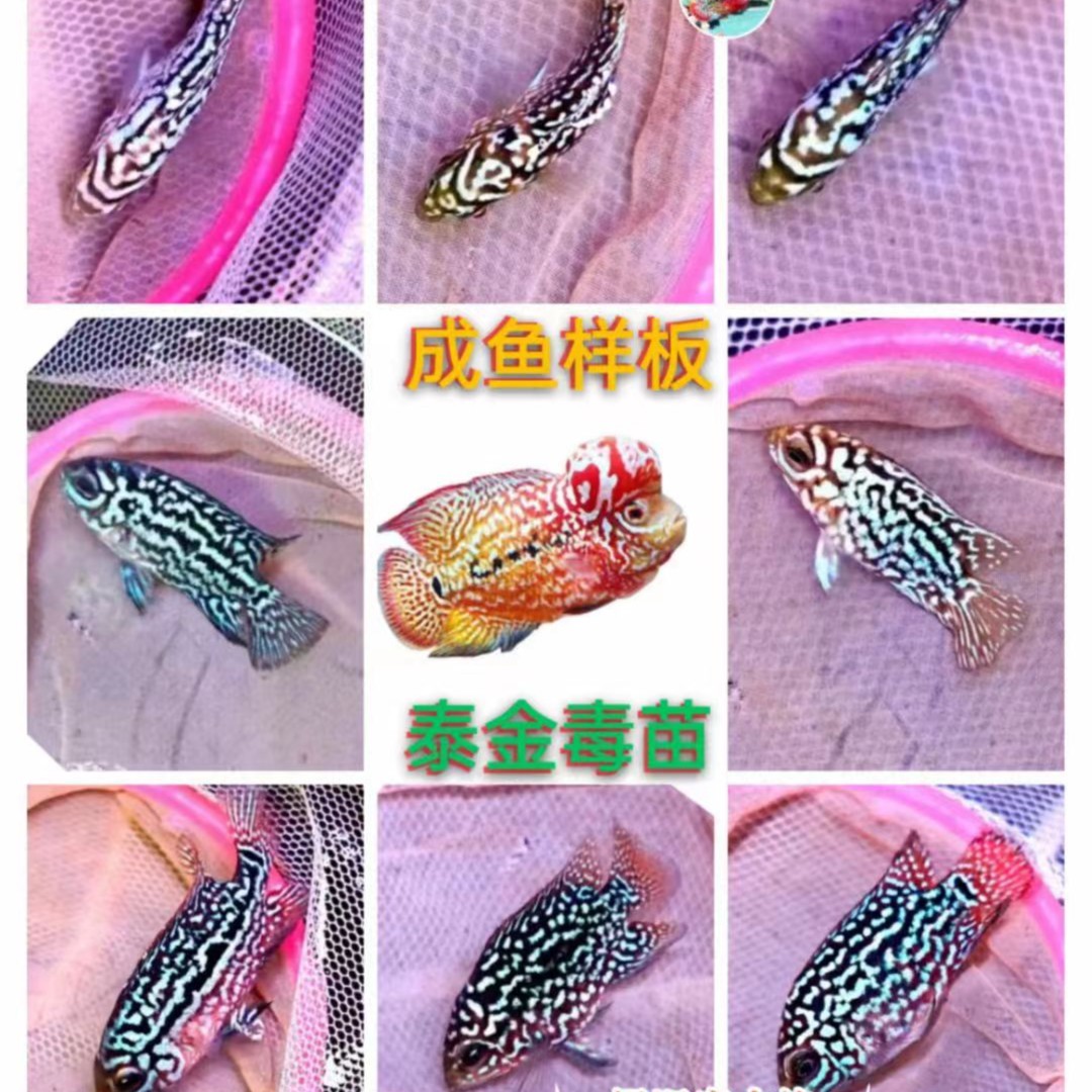 泰国进口泰金毒苗罗汉鱼苗金花火凤鸿运马骝红德萨罗汉鱼活体包邮