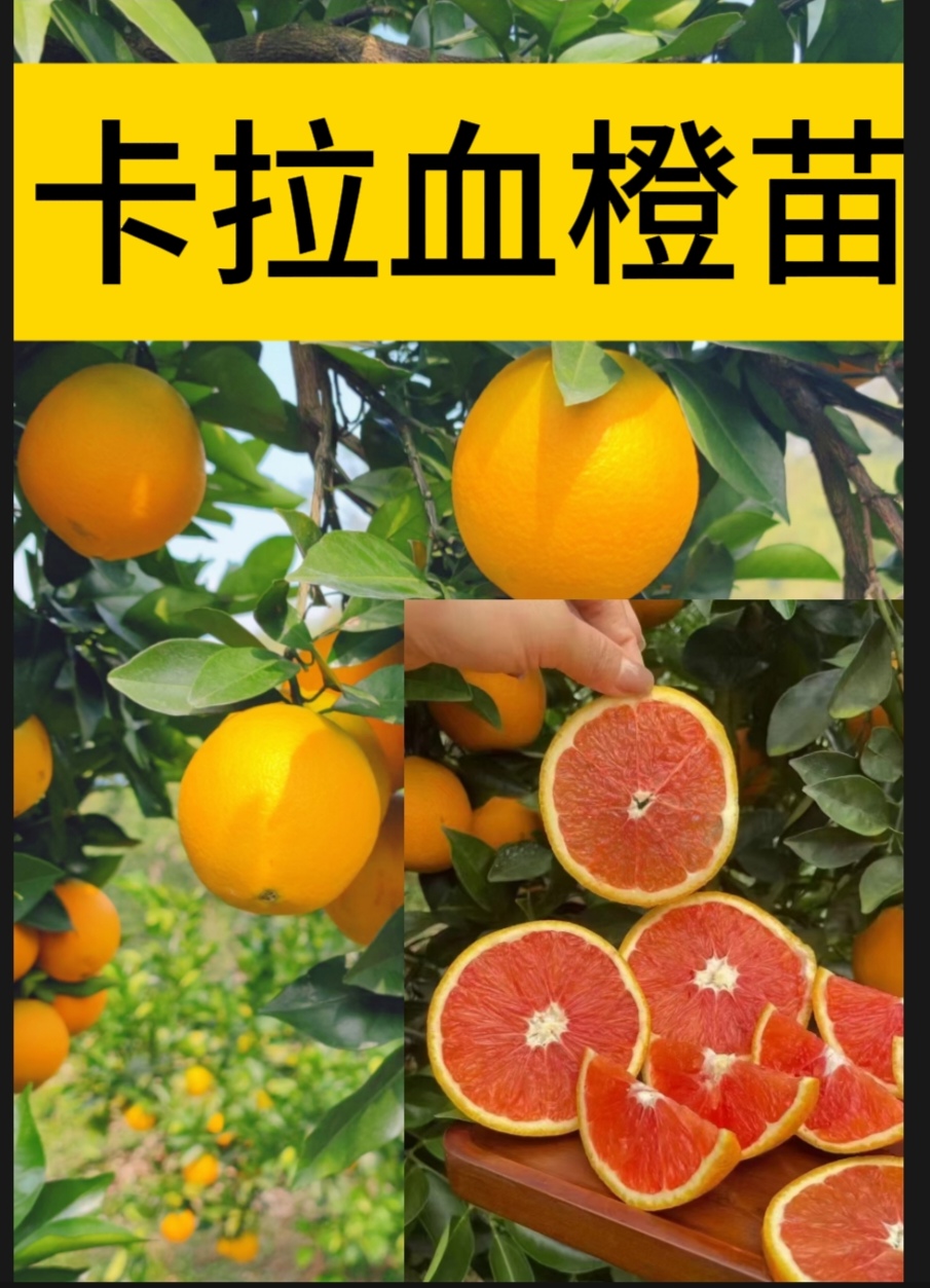 卡拉血橙苗江西赣州产地直发正宗对版