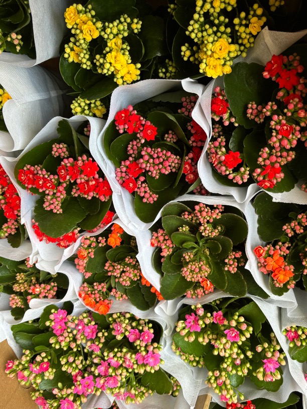 【长寿花】长寿花盆栽花卉重瓣大花植物室内绿植带花苞发货