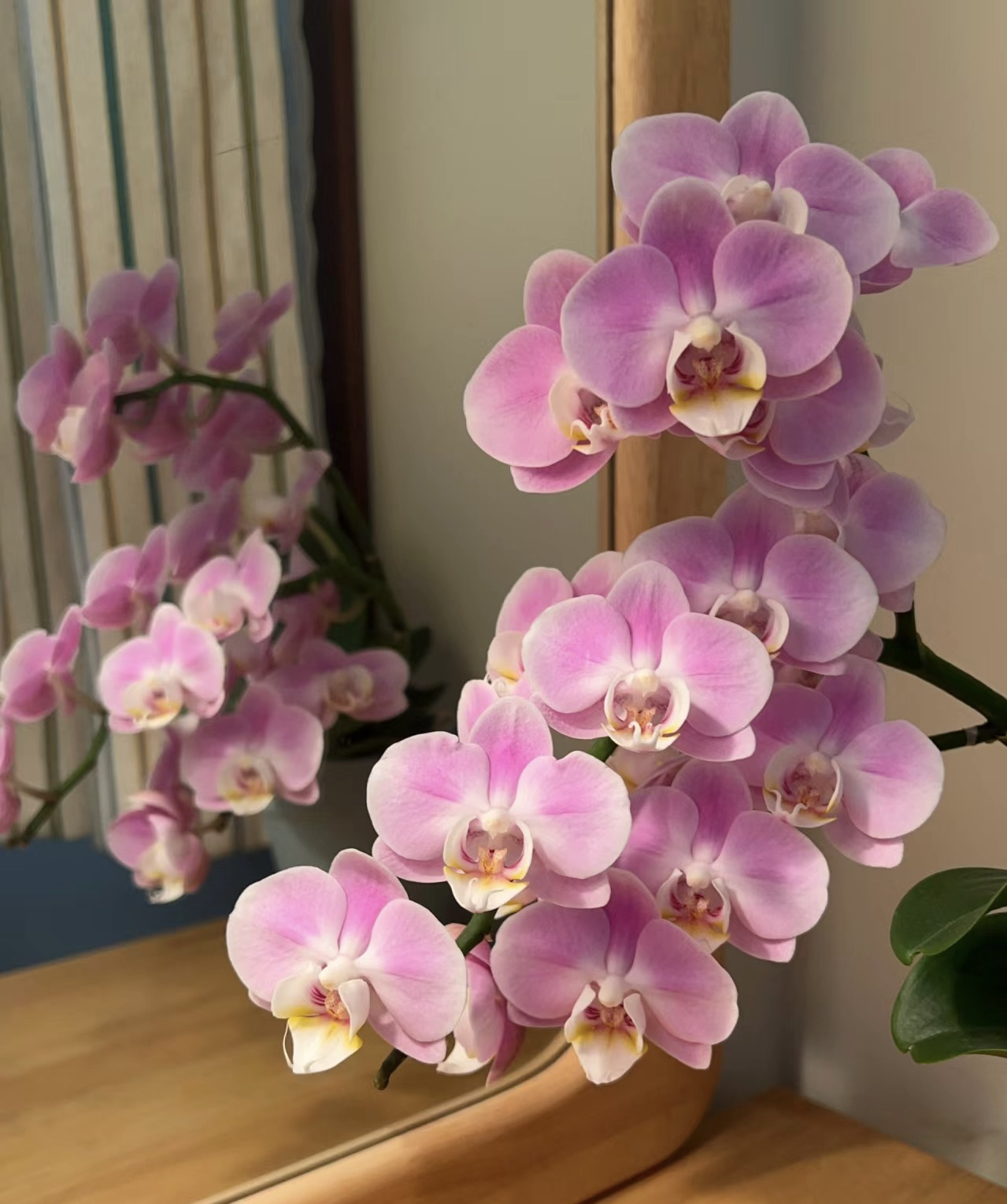 蝴蝶兰——优雅 (任意两颗包邮只拍一颗发苗)